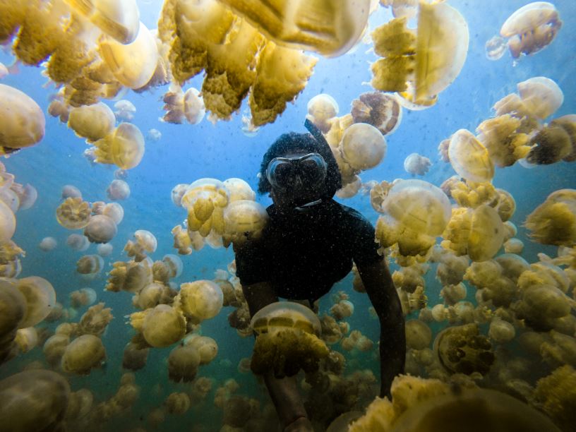 Taking a dip at the Jellyfish Lake in Palau - Traveler´s Buddy